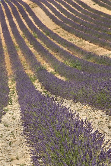 FRANCE, Provence Cote d’Azur, Alpes de Haute Provence, Sweeping patterns in rows of lavender in field in major growing area near town of Valensole.