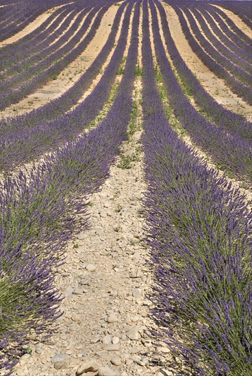 FRANCE, Provence Cote d’Azur, Alpes de Haute Provence, Sweeping patterns in rows of lavender in field in major growing area near town of Valensole.