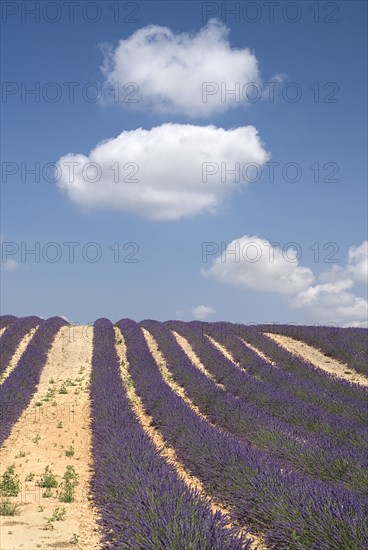 FRANCE, Provence Cote d’Azur, Alpes de Haute Provence, Rows of lavender following slope of field to the horizon in major growing area near town of Valensole with white clouds in blue sky above.