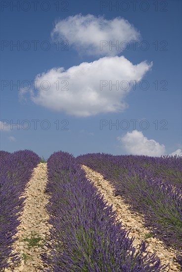 FRANCE, Provence Cote d’Azur, Alpes de Haut Provence, Rows of lavender following slope of field to the horizon in major growing area near town of Valensole with blue sky and white clouds above.