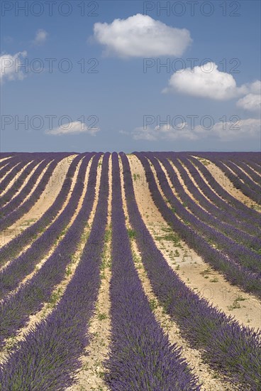 FRANCE, Provence Cote d’Azur, Alpes de Haute Provence, Rows of lavender following slope of field to the horizon in major growing area near town of Valensole with white clouds in blue sky above.