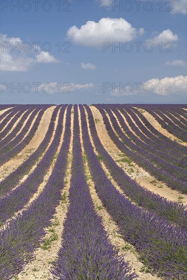 FRANCE, Provence Cote d’Azur, Alpes de Haute Provence, Rows of lavender following slope of field towards the horizon in major growing area near town of Valensole with white clouds in blue sky above.