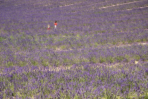 FRANCE, Provence Cote d’Azur, Alpes de Haute Provence, A woman and child walking through field of lavender in major growing area near town of Valensole.