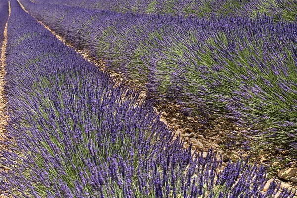 FRANCE, Provence Cote d’Azur, Alpes de Haute Provence, Close up of rows of lavender in field near town of Valensole.