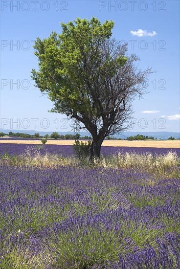 FRANCE, Provence Cote d’Azur, Alpes de Haute Provence, Plateau de Valensole.  Tree growing in lavender field.