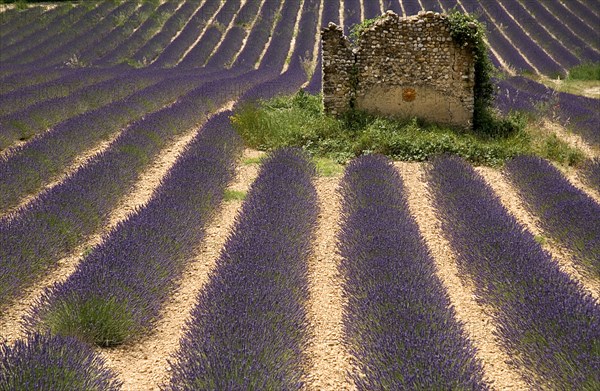 FRANCE, Provence Cote d’Azur, Alpes de Haute Provence, Ruins of stone barn or house in field of lavender near Valensole.