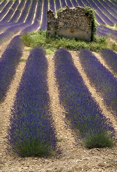 FRANCE, Provence Cote d’Azur, Alpes de Haute Provence, Ruins of stone barn or house in field of lavender near Valensole.