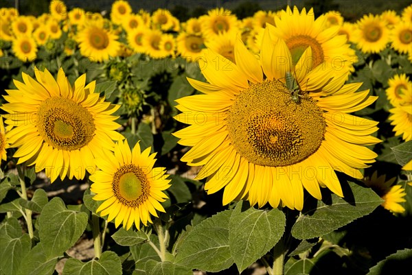 FRANCE, Provence Cote d’Azur, Bouches du Rhone, Close cropped view of field of sunflowers in early morning light near village of Rognes