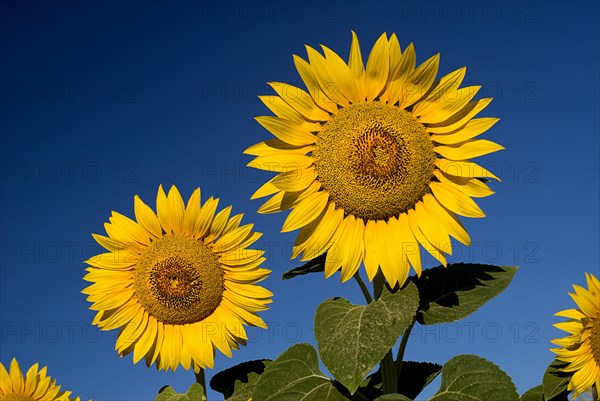 FRANCE, Provence Cote d’Azur, Bouches du Rhone, Heads of two sunflowers growing in field near village of Rognes.