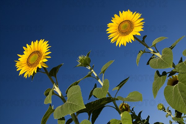 FRANCE, Provence Cote d’Azur, Bouches du Rhone, Angled view of sunflowers against blue sky growing in field near village of Rognes.