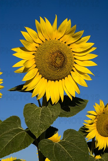 FRANCE, Provence Cote d’Azur, Bouches du Rhone, Head of sunflower against blue sky in field near village of Rognes
