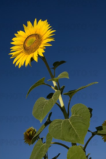 FRANCE, Provence Cote d’Azur, Bouches du Rhone, Single sunflower viewed from a low angle against blue sky in field near village of Rognes.