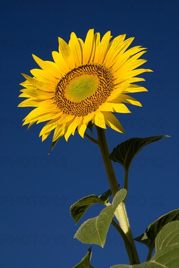 FRANCE, Provence Cote d’Azur, Bouches du Rhone, Single sunflower viewed from low angle against blue sky growing in field near village of Rognes.