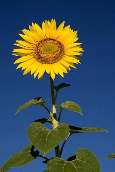 FRANCE, Provence Cote d’Azur, Bouches du Rhone, Single sunflower against blue sky growing in field near village of Rognes.