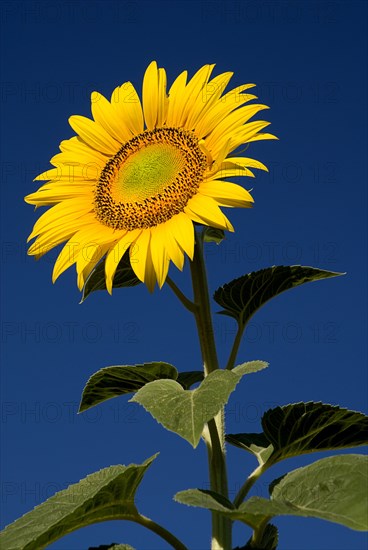 FRANCE, Provence Cote d’Azur, Bouches du Rhone, "Single sunflower viewed from a low angle against blue sky, growing in field near village of Rognes."