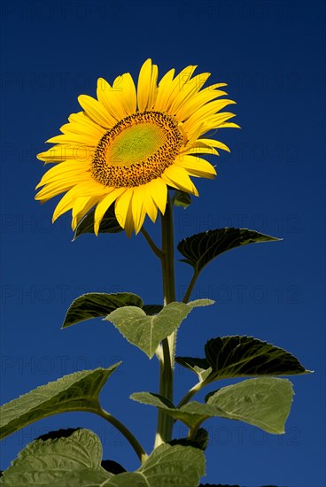 FRANCE, Provence Cote d’Azur, Bouches du Rhone, Single sunflower against blue sky growing in field near village of Rognes.