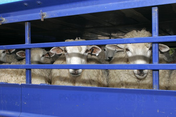 AGRICULTURE, Farming, Sheep, Sheep seen through the bars of a the truck they are being transported in.