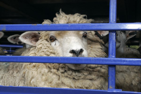 AGRICULTURE, Farming, Sheep, Sheep seen through the bars of a the truck they are being transported in.