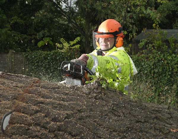 FLORA & FAUNA, Trees, Surgery, Tree surgeon cutting through tree with chainsaw.