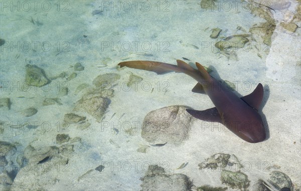 WEST INDIES, St Vincent And The Grenadines, Union Island, Nurse shark Ginglymostoma cirratium swimming in the shallow water of the shark pool at The Anchorage Yacht Club in Clifton Harbour