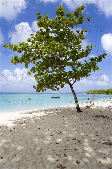 WEST INDIES, Grenada, Carriacou, The calm clear blue water breaking on Paradise Beach in L'Esterre Bay with Sandy Island on the horizon and people in the water. A single tree gives shade on the beach