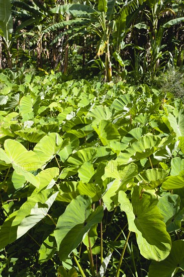 WEST INDIES, Grenada, St John, Callaloo crop growing beside banana trees in the countryside