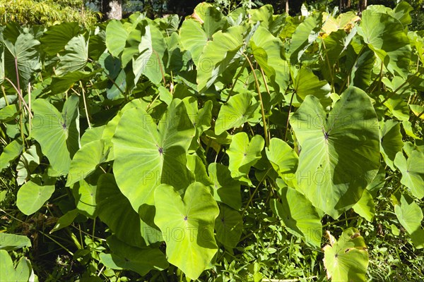 WEST INDIES, Grenada, St John, Callaloo crop growing in the countryside