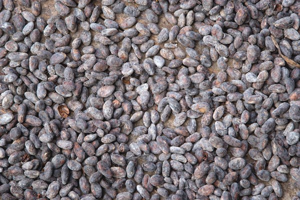 WEST INDIES, Grenada, St John, Cocoa beans drying in the sun at Douglaston Estate plantation