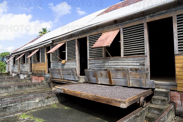 WEST INDIES, Grenada, St John, Cocoa beans drying in the sun on retractable racks under the drying sheds at Douglaston Estate plantation