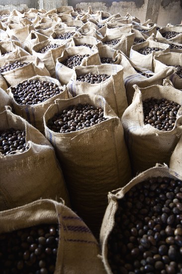 WEST INDIES, Grenada, St John, Sacks of dried nutmegs in the Gouyave Nutmeg Processing factory