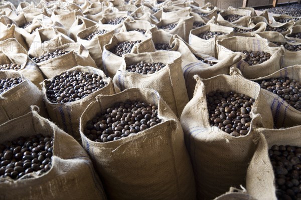 WEST INDIES, Grenada, St John, Sacks of dried nutmegs in the Gouyave Nutmeg Processing factory