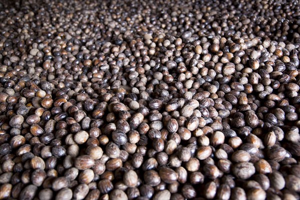 WEST INDIES, Grenada, St John, Nutmegs drying on racks in the Gouyave Nutmeg Processing factory