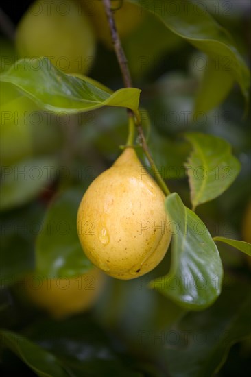 WEST INDIES, Grenada, St John, Yellow nutmeg fruit growing on a tree