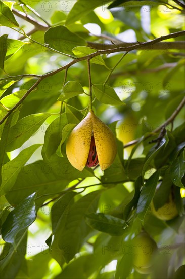 WEST INDIES, Grenada, St John, Ripe open yellow nutmeg fruit growing on a tree revealing the red mace over the nutmeg nut inside