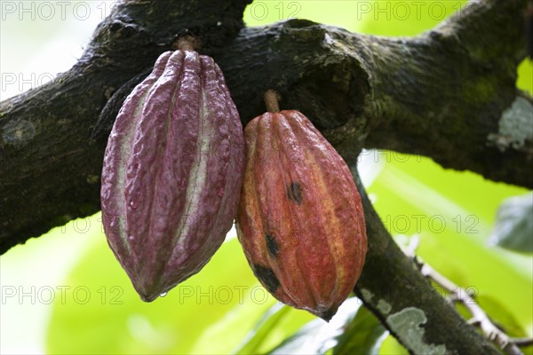 WEST INDIES, Grenada, St John, Unripe purple and ripening orange cocoa pods growing from the branch of a cocoa tree