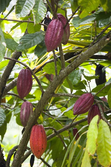 WEST INDIES, Grenada, St John, Unripe purple and ripening orange cocoa pods growing from the branches of a cocoa tree