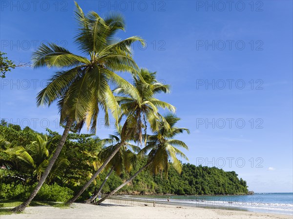 WEST INDIES, Grenada, St David, Coconut palm tree lined beach of La Sagesse with people playing on the sand and swimming in the sea