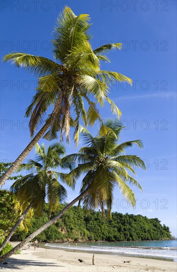 WEST INDIES, Grenada, St David, Coconut palm tree lined beach of La Sagesse with people playing on the sand and swimming in the sea
