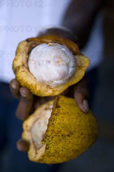 WEST INDIES, Grenada, St Patrick, Female worker at Belmont Estate plantation holding an open ripe cocoa pod showing the mucilaginous pulp containing the undried cocoa beans