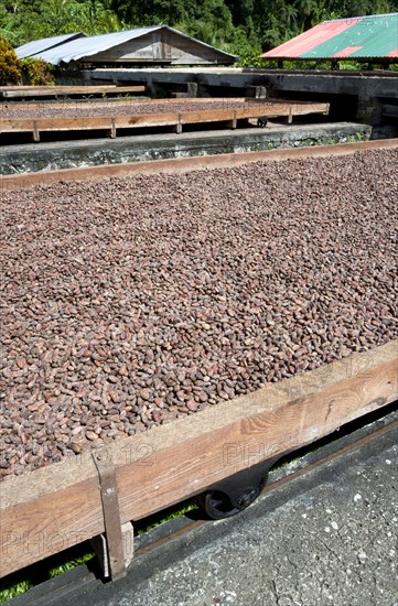 WEST INDIES, Grenada, St Patrick, Cocoa beans drying in the sun on retractable racks under the drying sheds at Belmont Estate plantation