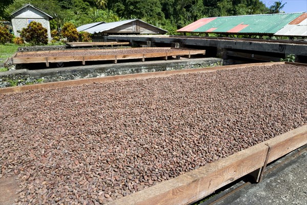 WEST INDIES, Grenada, St Patrick, Cocoa beans drying in the sun on retractable racks under the drying sheds at Belmont Estate plantation