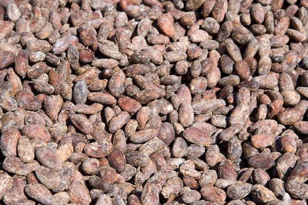 WEST INDIES, Grenada, St Patrick, Cocoa beans drying in the sun at Belmont Estate plantation