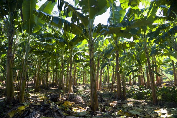 WEST INDIES, Grenada, St Patrick, Plantain trees