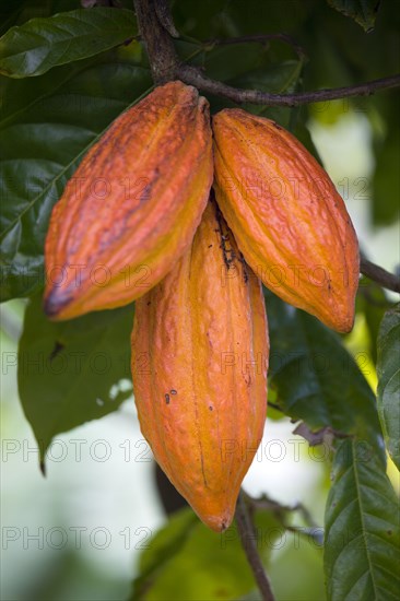 WEST INDIES, Grenada, St John, Three ripening orange cocoa pods growing in a group from the branch of a cocoa tree