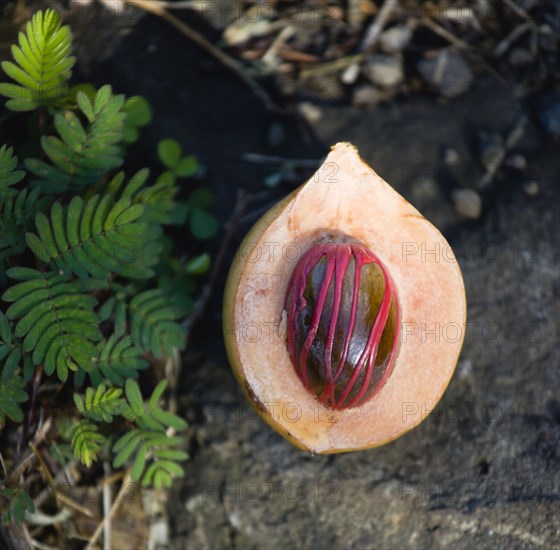 WEST INDIES, Grenada, St George, Nutmeg fruit showing red mace around the nutmeg nut