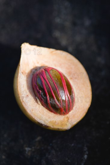 WEST INDIES, Grenada, St George, Nutmeg fruit showing red mace around the nutmeg nut