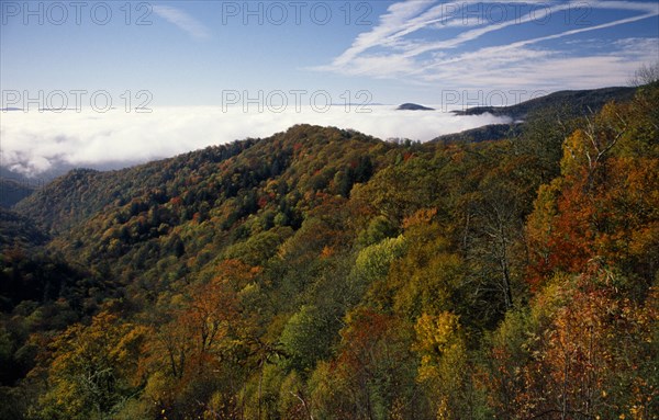 USA, North Carolina, Smoky Mountain , Great Smoky Mountain National Park. View across tree tops in autumn colours.