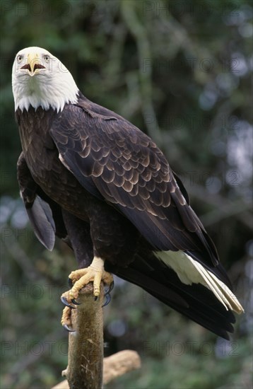 BIRDS, Birds of Prey, "Bald Headed Eagle Haliaeetus leucocephalus, native species of North America."
