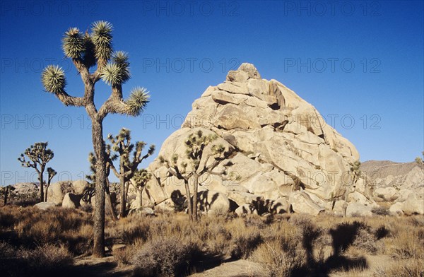 USA, California, Joshua Tree NP, "Joshua tree in National Park,"