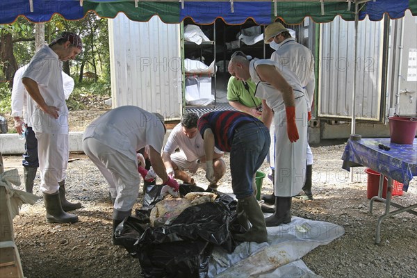 THAILAND, Phuket, "Tsunami. Forensic workers from Germany with the group D.V.I, Disaster Victims International, take DNA samples from the bodies which are stored in refridgeraters on the 2nd Jan. "